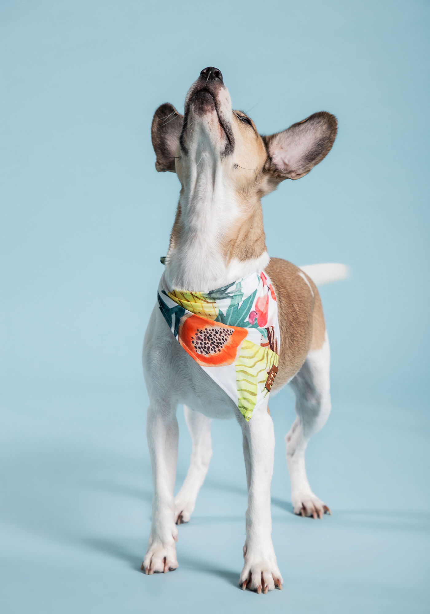 Bandana PET lover, , large.