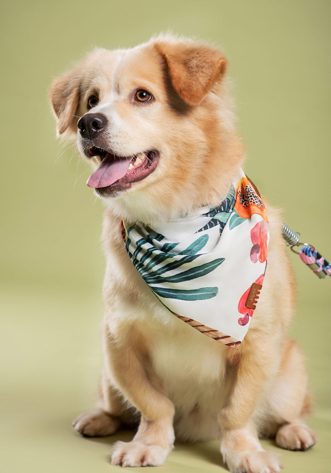 Dog bandanna store