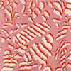 Saia Estampada De Cintura Alta Chá Com Cinto De Pedras, ANIMAL PRINT ROSA, swatch.